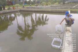 Dinas Perikanan Tabalong fungsikan BBI Jaro