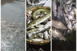 Sungai Wampu diduga tercemar limbah berbahaya