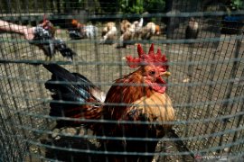 Budi daya ayam serama