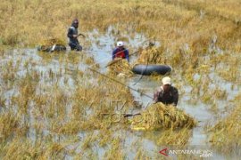 Ribuan Hektare Tanaman Padi Puso Akibat Terendam Banjir Page 1 Small