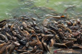 Manfaatkan Kolong Bekas Tambang, Paguyuban Berkah Tani Berhasil Budidayakan Lele