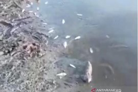 Diduga tercemar limbah, ratusan ikan mati di sungai Aceh Jaya