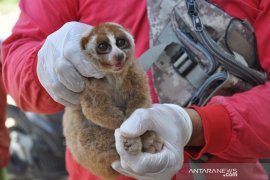 Santri di Aceh Timur temukan kukang