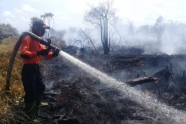 Api yang membakar lahan perkebunan di Agam dipadamkan oleh hujan