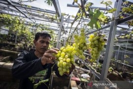 Budidaya Tanaman Anggur Di Jakarta Timur Page 1 Small