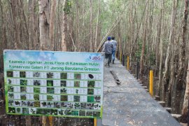 PT JBG miliki konservasi kayu galam 50 hektare