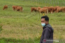 Pembibitan Ternak Padang Mengatas Page 1 Small