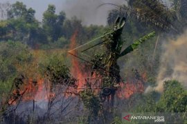 Kebakaran Lahan Meluas Di Dumai Page 1 Small