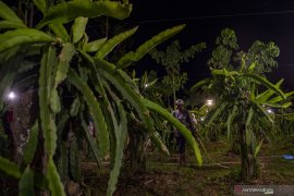 Foto Cerita : Menerangi Perkebunan Buah Naga Page 4 Small