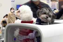 Pesatnya pertumbuhan industri perawatan hewan peliharaan di Korsel