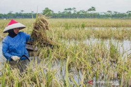 Waduh, ratusan hektare sawah di Karawang puso akibat terendam banjir