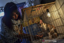 Penampungan kucing liar