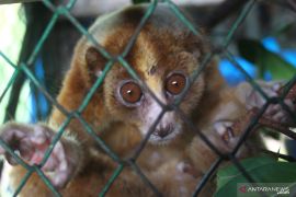 Perdagangan satwa liar mengancam keanekaragaman hayati