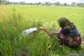 Kementan siapkan strategi hadapi ancaman La Nina