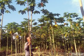Babinsa di PPU berhasil gerakkan petani desa