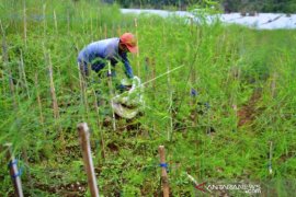 Budidaya Tanaman Asparagus Petani Temanggung Page 1 Small