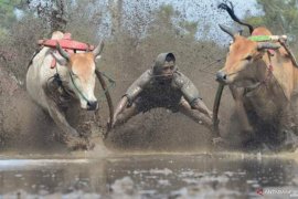 Sempat terhenti akibat pandemi COVID-19, alek anak nagari pacu jawi kembali digelar