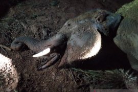 Gajah betina mati membusuk di hutan, polisi sulit temukan bukti petunjuk pelaku pembunuhnya