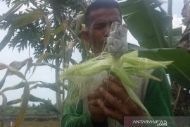 Aneh, jagung di Rukam berbuah jamur