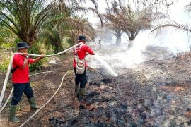 Satgas Karhutla Pelalawan padamkan titik api di Desa Sering