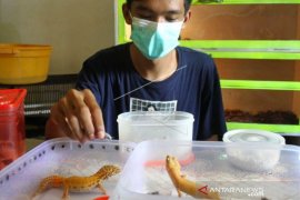 Wirausahawan Gecko Manfaatkan Pemasaran Digital Page 1 Small