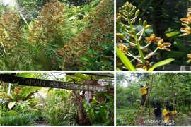 BRIN fokuskan ekspedisi penemuan taksa baru di Kalimantan