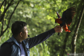 Komunitas pecinta burung paruh bengkok