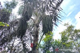 Distankan Rejang Lebong minta perajin gula aren tidak gunakan deterjen