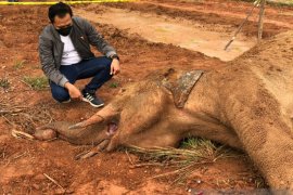 BKSDA: Infeksi bekas jeratan penyebab gajah mati di Aceh Jaya