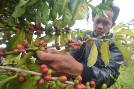 Pemda diminta fokus kembangkan komoditas hortikultura