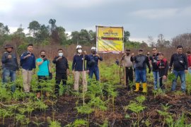 Polisi tangkap terduga pembakar lahan di Inhil