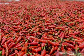 Tapin targets Saudi, Japan, Spain for Hiyung chili export