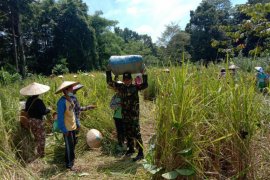 Anggota Satgas TMMD ke-110 Kodim 1206/Pts bantu warga panen Padi