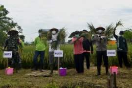 Wali Kota Eri Cahyadi panen raya padi di Pakal Surabaya