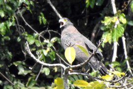 ProFauna dan BBKSDA Jatim kerja sama perlindungan Pulau Sempu