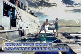 Bea Cukai Sibolga ekspor ikan kerapu hidup langsung dari Pulau Tello