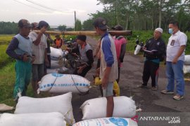 Bulog Jember mulai serap gabah dan beras petani