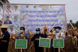Melihat kesiapan Sulteng menjadi pusat benih jagung hibrida