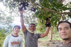 Jengkol Abdya diprediksi bakal tembus pasar internasional