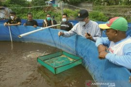 NTB menggalakkan budidaya udang vaname dengan sistem bioflok