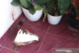 Ini motif teror kepala anjing ke rumah pejabat Kejati Riau