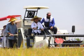 Mentan, Menteri BUMN, Mendag panen raya di Kabupaten Gresik