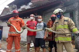 Petugas Damkar Jakarta Timur evakuasi ular sanca sepanjang empat meter