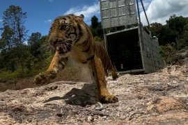 Harimau Sumatera Suro dilepasliarkan ke hutan leuser