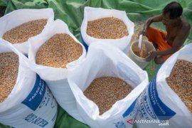 Petani sambut kenaikan harga jagung Page 2 Small