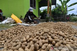 Panen kacang tanah di Desa Labuan Toposo, Donggala Page 1 Small