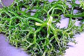 Kampung Sarwandori Kepulauan Yapen menjadi sentra budi daya rumput laut