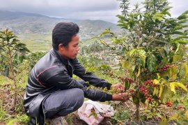 Sumatera Barat  fokus kembangkan budi daya kopi arabika