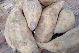 KTNA Lampung: Gerakan tanam separuh atasi turunnya harga singkong