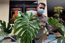 Pencuri tanaman hias "Monstera King Deliciosa" seharga Rp6 juta diringkus polisi